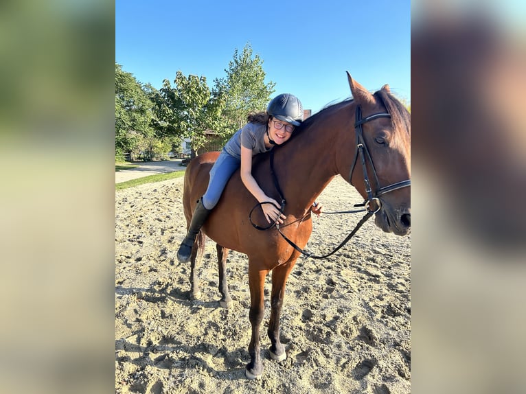 Meer warmbloeden Ruin 11 Jaar 158 cm Bruin in Ebenthal