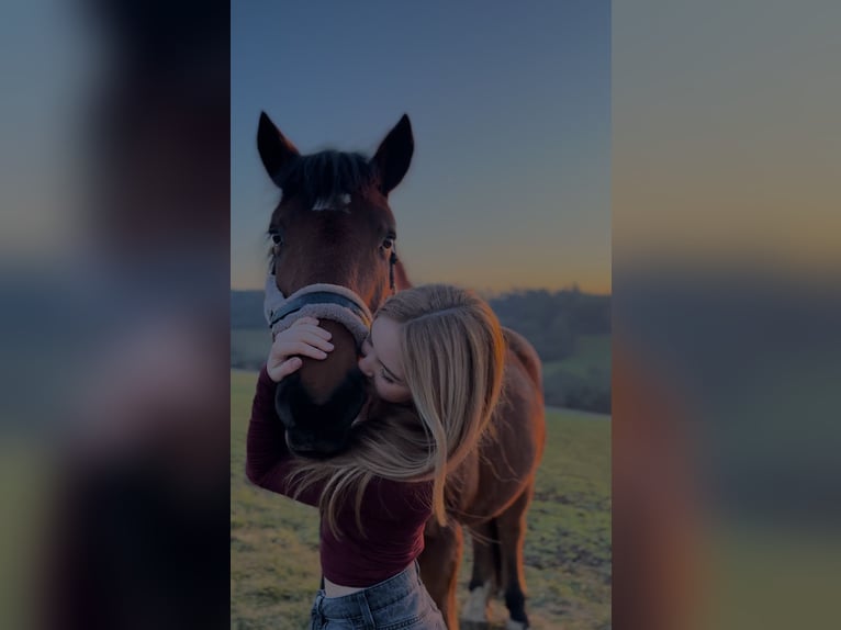 Meer warmbloeden Mix Ruin 11 Jaar 160 cm Bruin in Bad Mergentheim