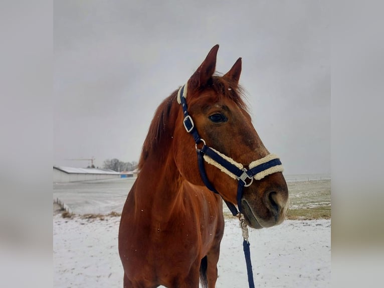 Meer warmbloeden Ruin 11 Jaar 160 cm Donkere-vos in Engelsberg