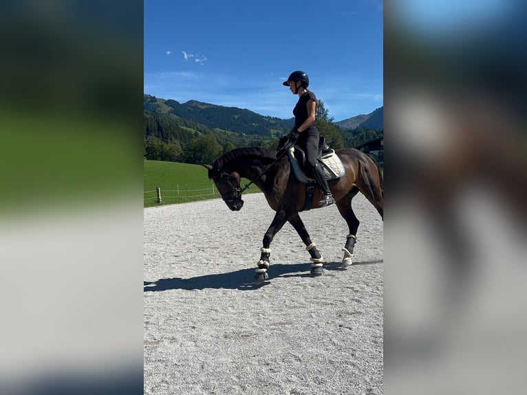 Meer warmbloeden Ruin 11 Jaar 165 cm Bruin in Kitzbühel