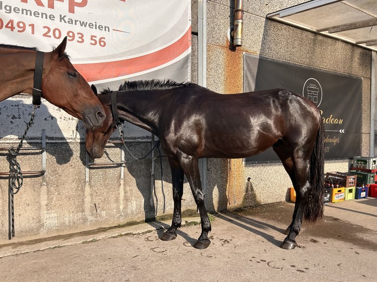 Meer warmbloeden Ruin 11 Jaar 165 cm Donkerbruin in Koekelare