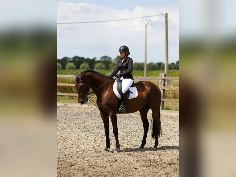 Meer warmbloeden Ruin 11 Jaar 165 cm Donkerbruin in Koekelare