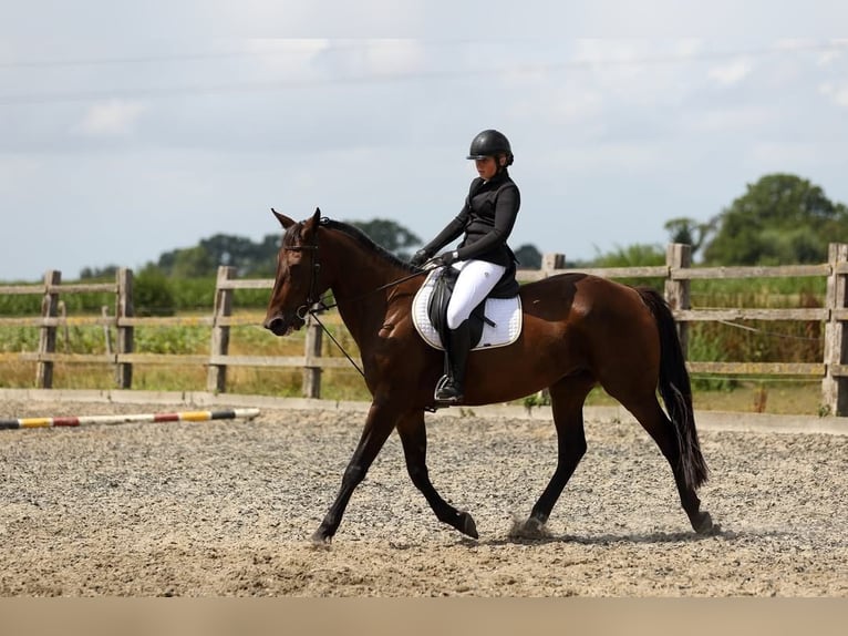 Meer warmbloeden Ruin 11 Jaar 165 cm Donkerbruin in Koekelare