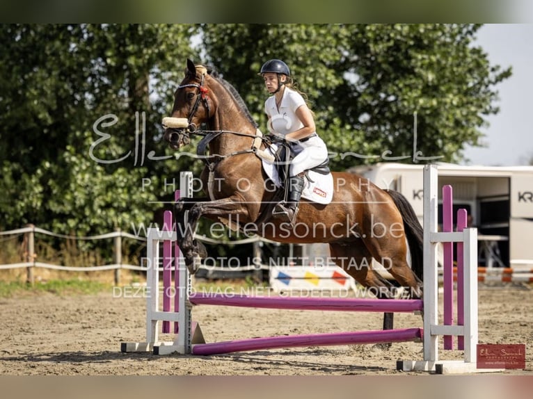 Meer warmbloeden Ruin 11 Jaar 165 cm Donkerbruin in Koekelare