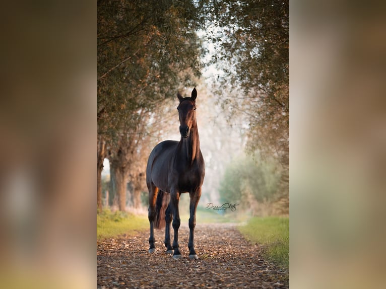 Meer warmbloeden Ruin 11 Jaar 165 cm Donkerbruin in Koekelare