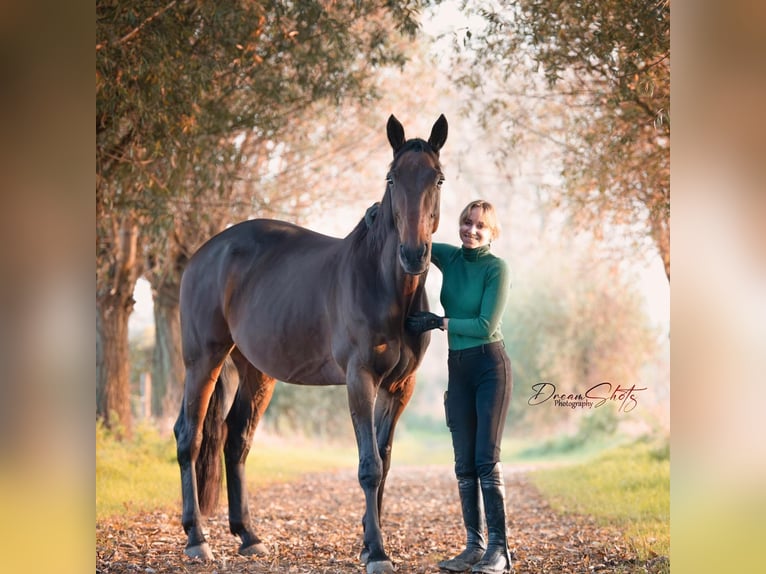 Meer warmbloeden Ruin 11 Jaar 165 cm Donkerbruin in Koekelare