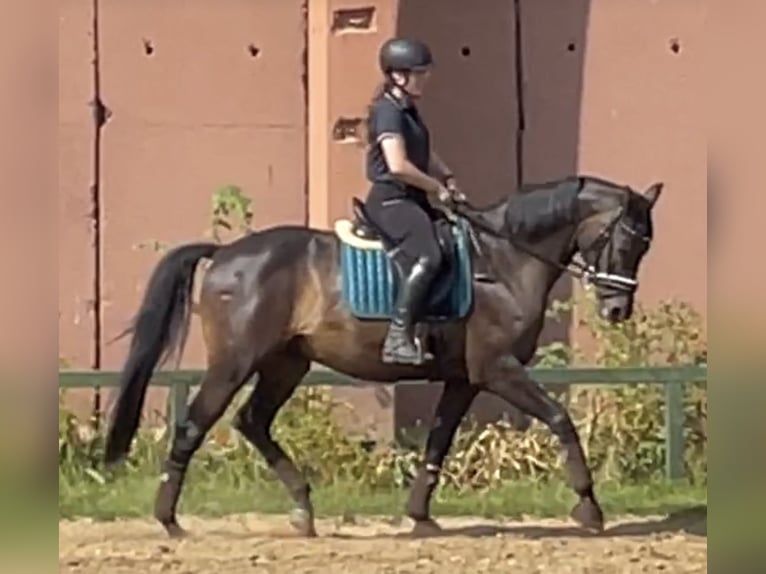 Meer warmbloeden Ruin 11 Jaar 165 cm Zwartbruin in Damm