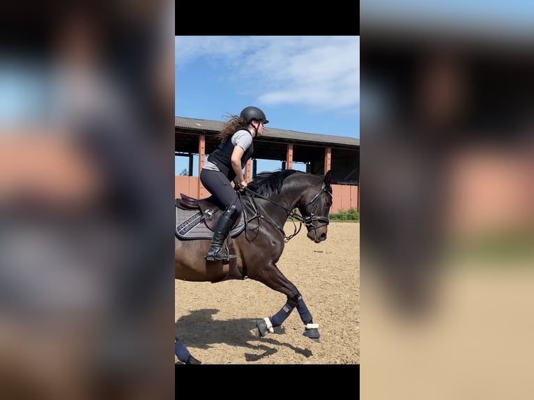 Meer warmbloeden Ruin 11 Jaar 165 cm Zwartbruin in Damm