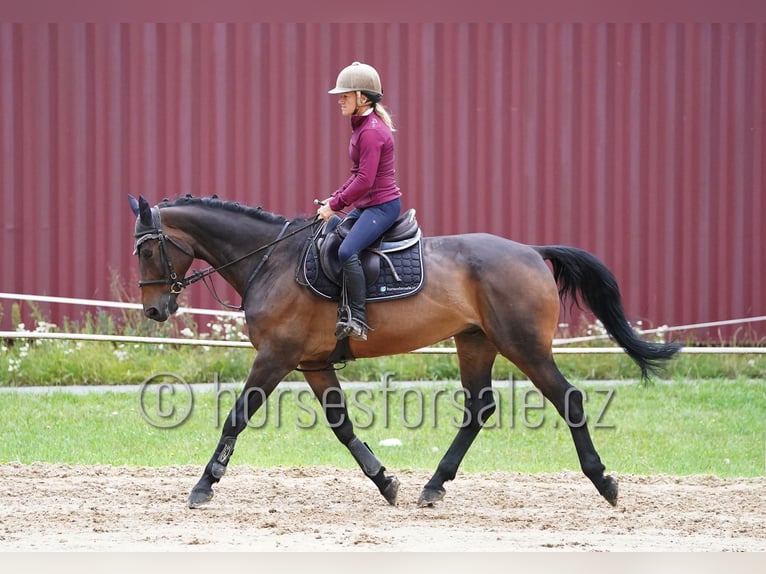 Meer warmbloeden Ruin 11 Jaar 166 cm Bruin in Region Prag