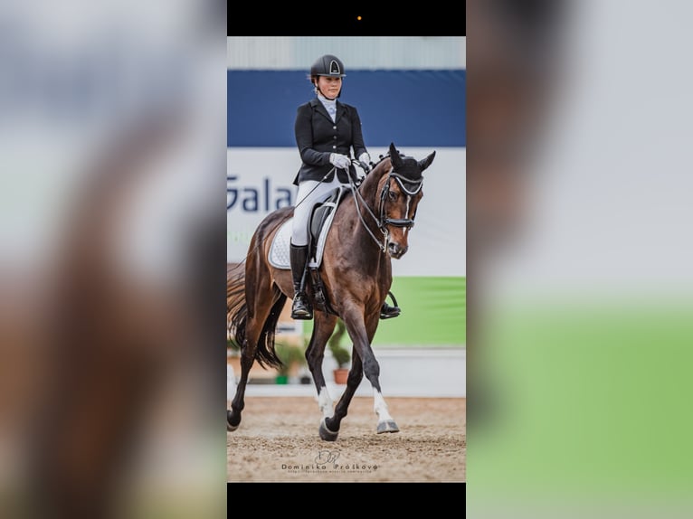 Meer warmbloeden Ruin 11 Jaar 168 cm Donkerbruin in kromeriz