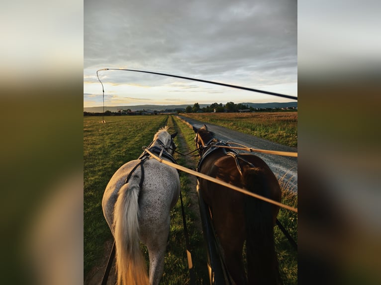 Meer warmbloeden Ruin 11 Jaar 169 cm Donkerbruin in Eisenstadt
