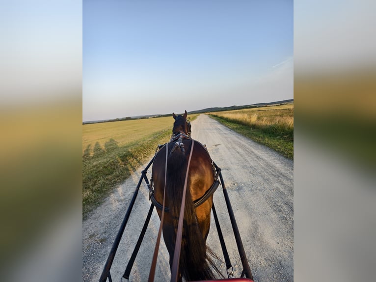 Meer warmbloeden Ruin 11 Jaar 169 cm Donkerbruin in Eisenstadt