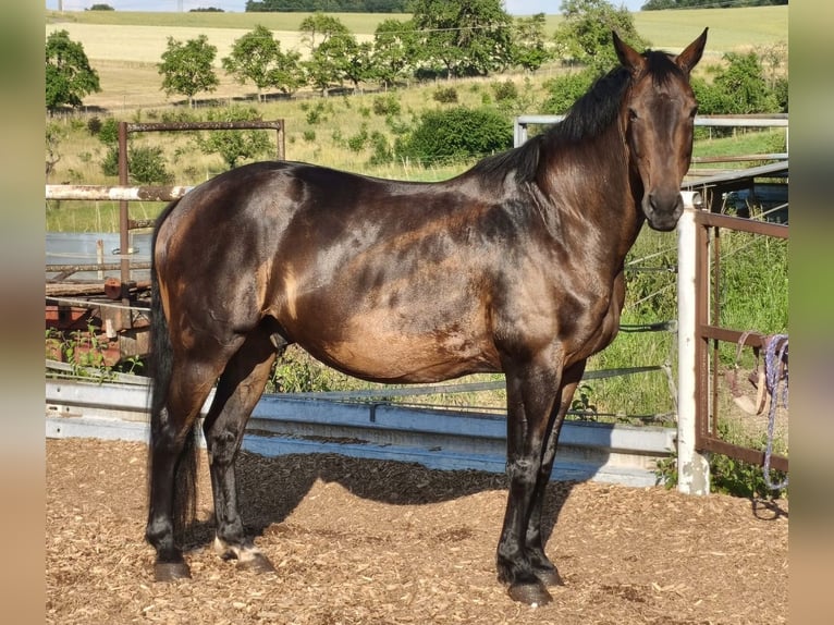 Meer warmbloeden Ruin 11 Jaar 170 cm Bruin in Ahorn