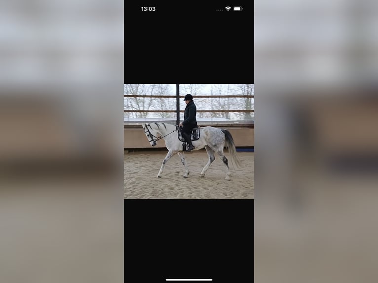 Meer warmbloeden Ruin 11 Jaar 170 cm Schimmel in Issum