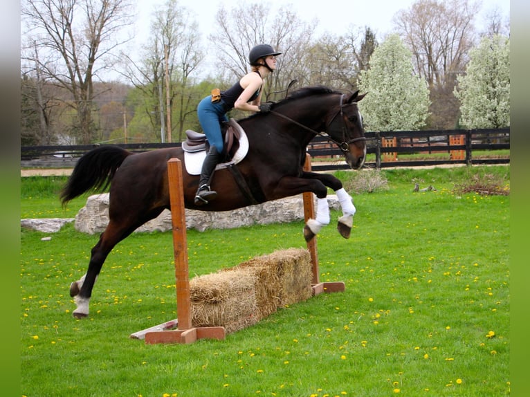 Meer warmbloeden Ruin 11 Jaar 173 cm Roodbruin in Hihgland MI