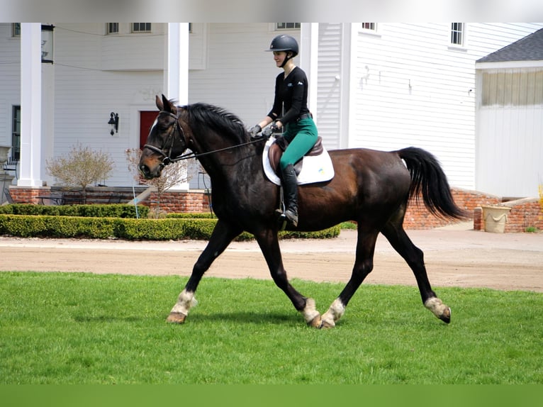 Meer warmbloeden Ruin 11 Jaar 173 cm Roodbruin in Hihgland MI