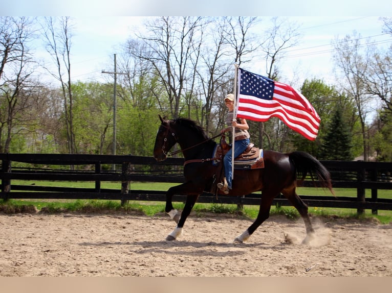 Meer warmbloeden Ruin 11 Jaar 173 cm Roodbruin in Hihgland MI