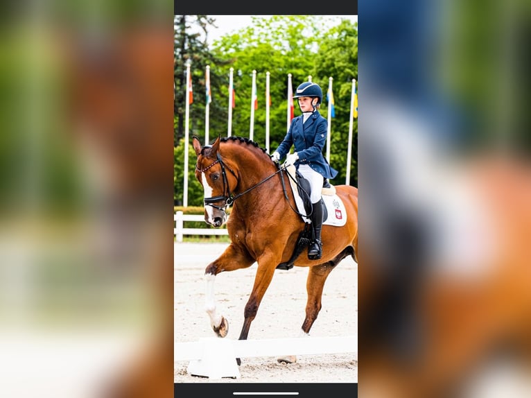 Meer warmbloeden Mix Ruin 11 Jaar 174 cm Bruin in Baranowo