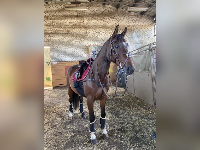 Meer warmbloeden Ruin 11 Jaar 175 cm Roodbruin in Gdynia