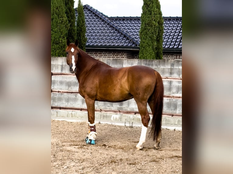 Meer warmbloeden Ruin 11 Jaar 176 cm Vos in Molbergen