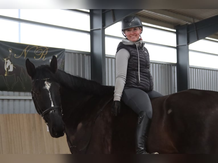 Meer warmbloeden Ruin 11 Jaar 176 cm Zwart in Götzendorf an der Leitha