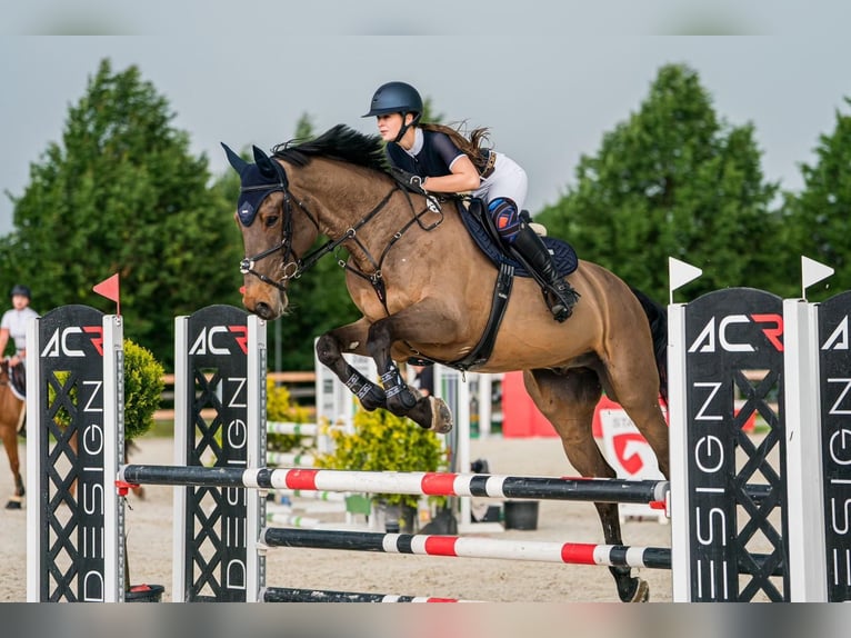Meer warmbloeden Ruin 11 Jaar 180 cm Bruin in Krabcice