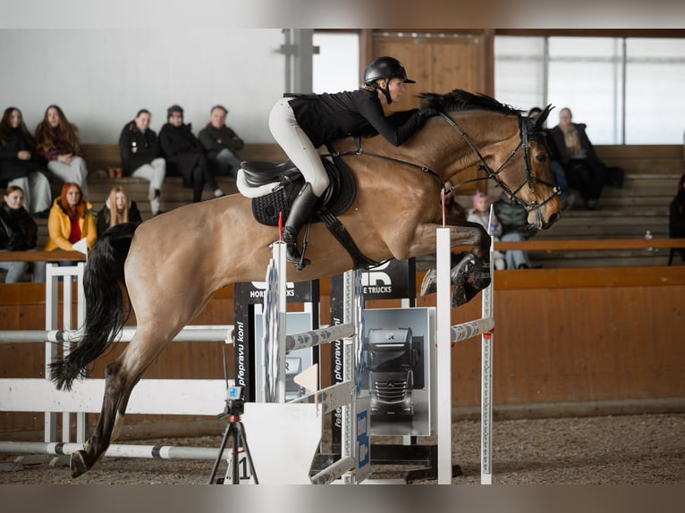 Meer warmbloeden Ruin 11 Jaar 180 cm Bruin in Krabcice