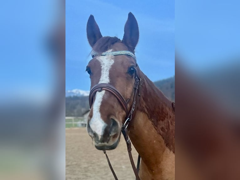 Meer warmbloeden Ruin 12 Jaar 156 cm Vos in Pelmberg