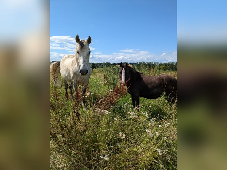 Meer warmbloeden Ruin 12 Jaar 156 cm Zwartschimmel in Bruchköbel