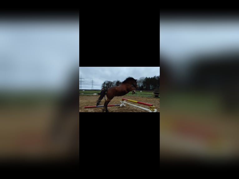 Meer warmbloeden Ruin 12 Jaar 158 cm Bruin in Kupferzell