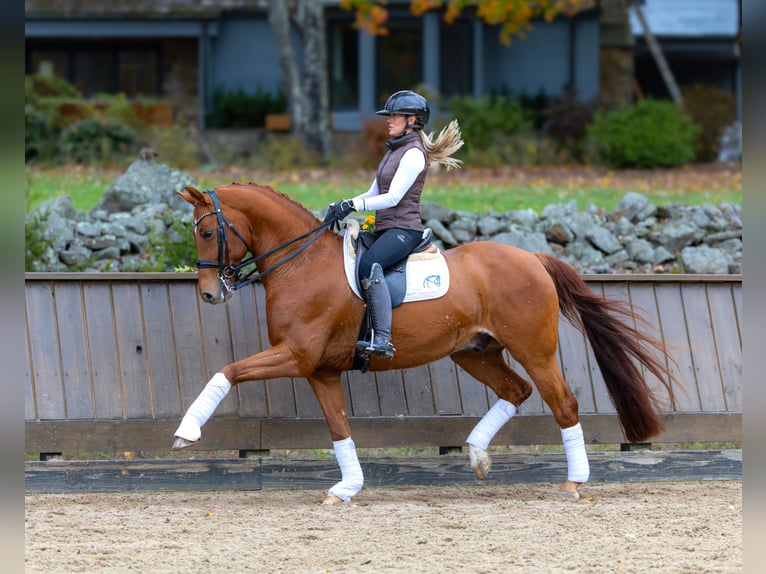 Meer warmbloeden Ruin 12 Jaar 163 cm Donkere-vos in Califon New Jersey