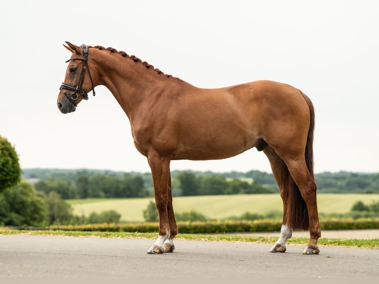 Meer warmbloeden Ruin 12 Jaar 163 cm Donkere-vos in Califon New Jersey