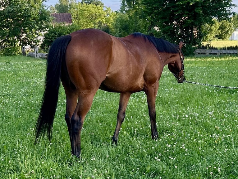 Meer warmbloeden Ruin 12 Jaar 165 cm Bruin in TreburTrebur