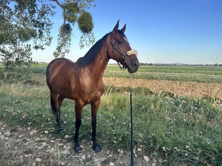Meer warmbloeden Ruin 12 Jaar 165 cm Bruin in TreburTrebur