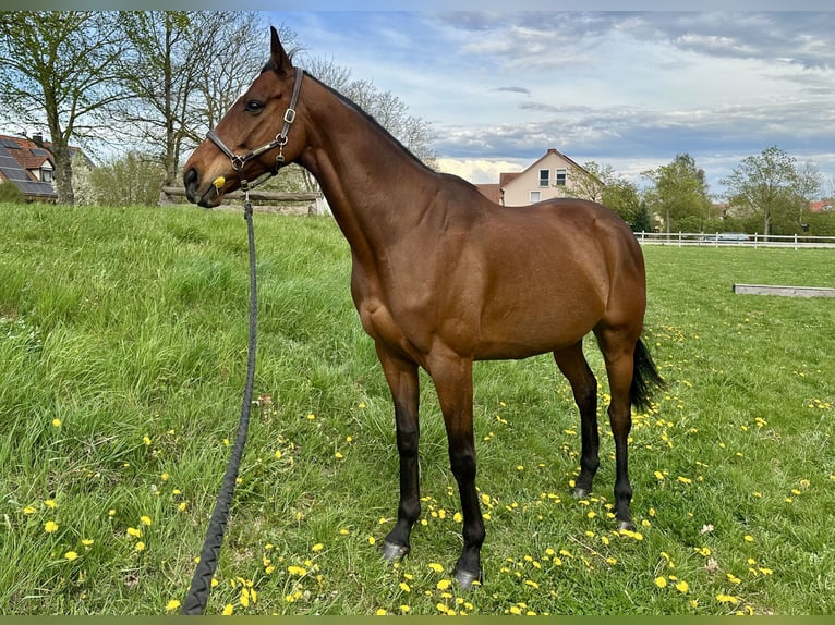 Meer warmbloeden Ruin 12 Jaar 165 cm Bruin in TreburTrebur