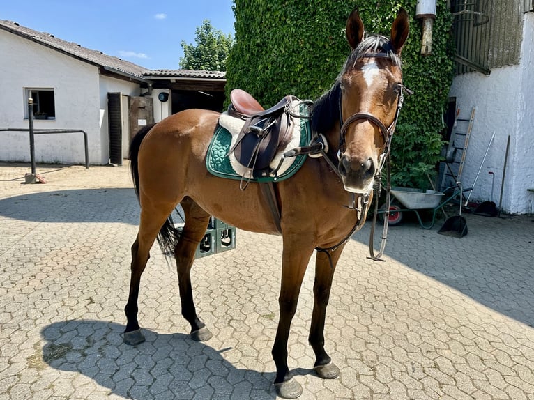 Meer warmbloeden Ruin 12 Jaar 165 cm Bruin in TreburTrebur