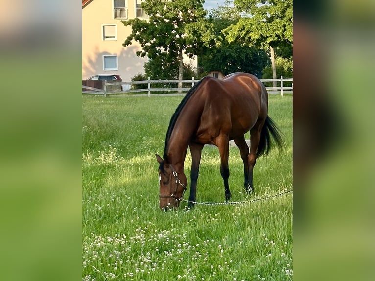 Meer warmbloeden Ruin 12 Jaar 165 cm Bruin in TreburTrebur