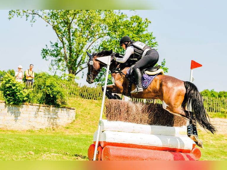 Meer warmbloeden Ruin 12 Jaar 165 cm Bruin in Krabcice