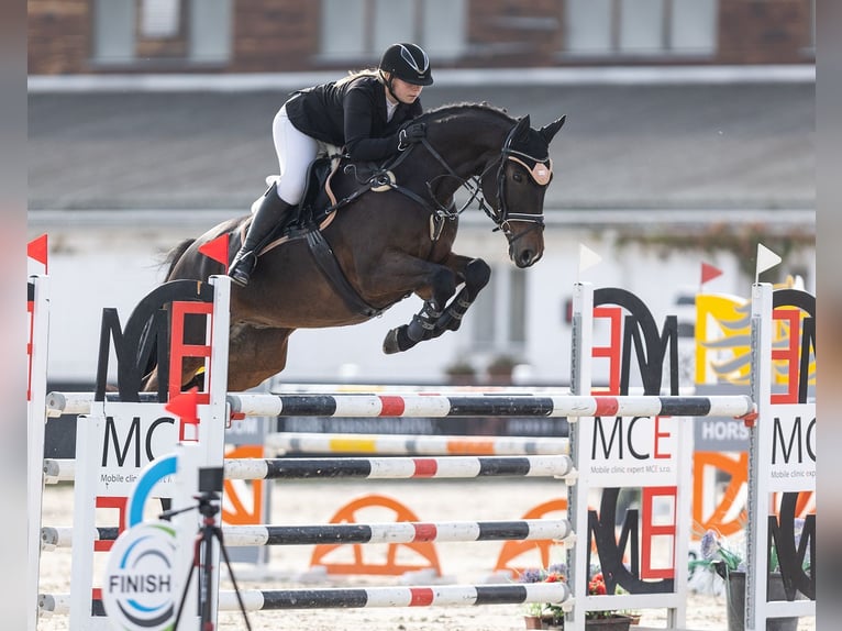 Meer warmbloeden Ruin 12 Jaar 165 cm Bruin in Krabcice