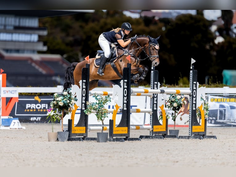 Meer warmbloeden Ruin 12 Jaar 165 cm Bruin in Krabcice