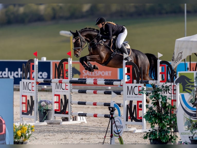 Meer warmbloeden Ruin 12 Jaar 165 cm Bruin in Krabcice