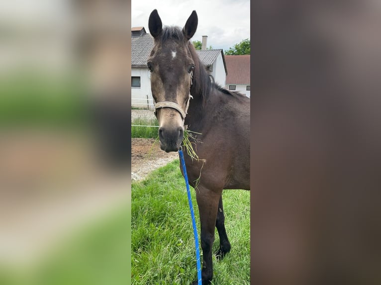 Meer warmbloeden Ruin 12 Jaar 165 cm Falbe in Markt Indersdorf