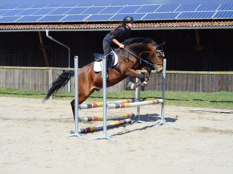 Meer warmbloeden Ruin 12 Jaar 167 cm Bruin in Wellheim