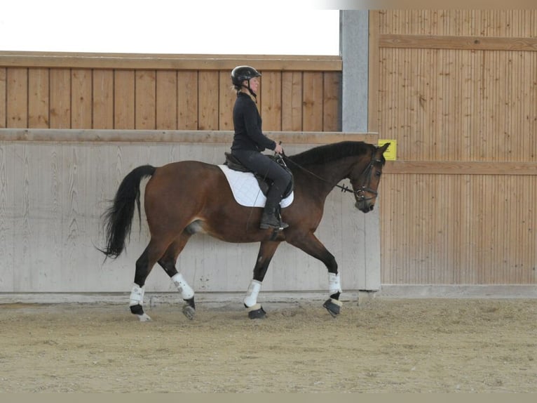 Meer warmbloeden Ruin 12 Jaar 167 cm Bruin in Wellheim