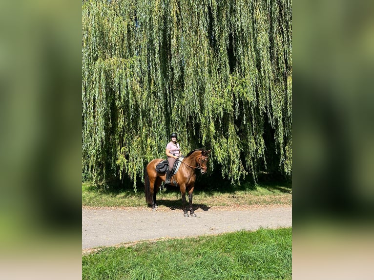 Meer warmbloeden Ruin 12 Jaar 167 cm Lichtbruin in Kirchberg an der Murr