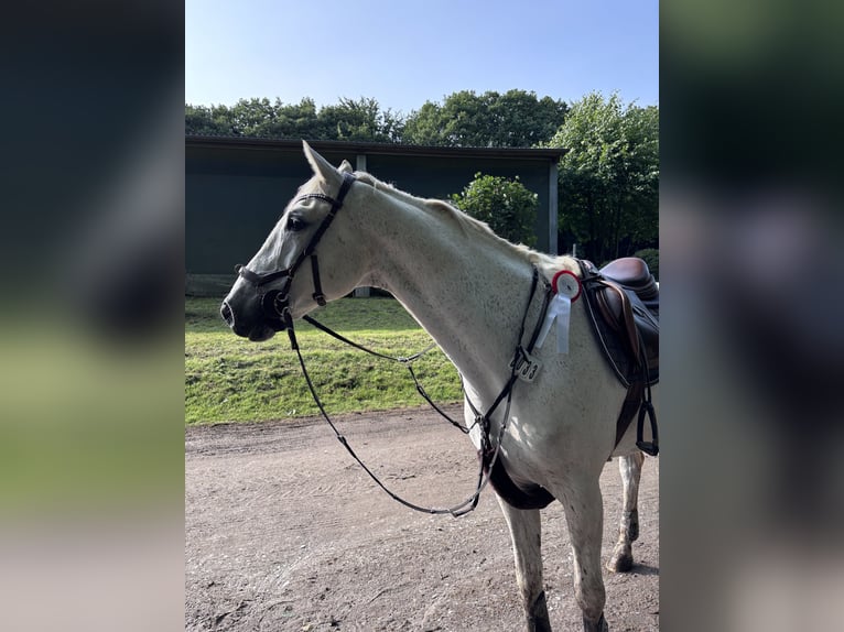 Meer warmbloeden Ruin 12 Jaar 167 cm Schimmel in Lindlar