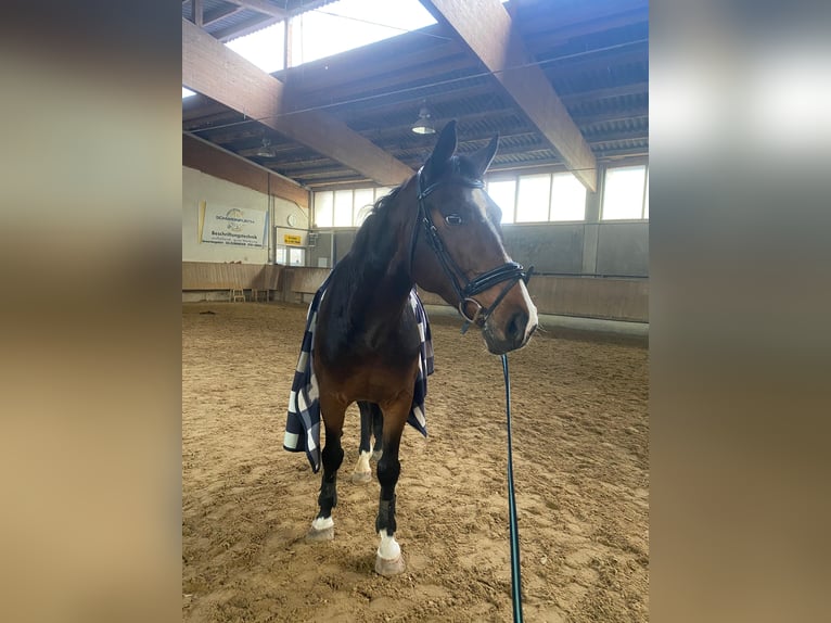 Meer warmbloeden Ruin 12 Jaar 168 cm Bruin in Neewiller-près-Lauterbourg