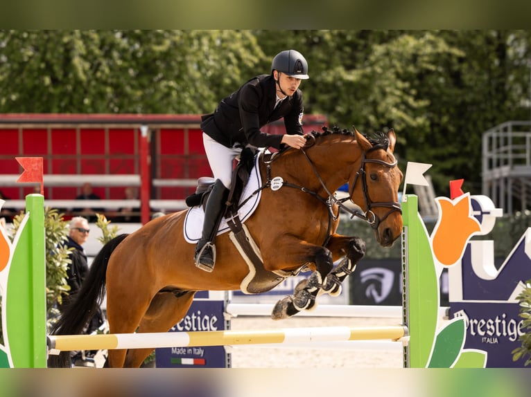 Meer warmbloeden Ruin 12 Jaar 168 cm Bruin in Illingen