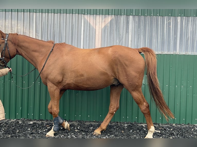 Meer warmbloeden Ruin 12 Jaar 175 cm Vos in Wengelsdorf