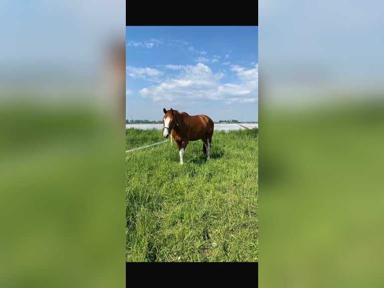 Meer warmbloeden Ruin 12 Jaar 180 cm Vos in Willich